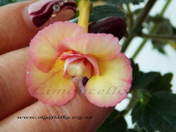 'Limoncello'