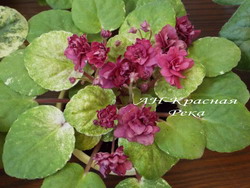 АН-Красная Река