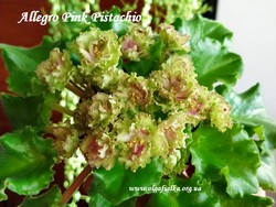 Allegro Pink Pistachio