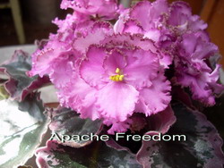 Apache Freedom