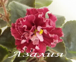 СМ-Азалия