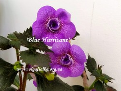 'Blue Hurricane'