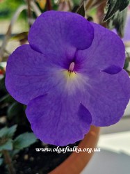 'Blue Swan'