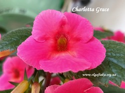 'Charlotta Grace'