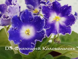 DS-Сияющий Колокольчик