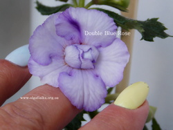'Double Blue Rose'