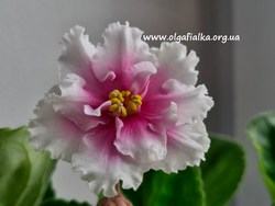 Dn-������� ���