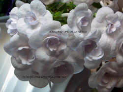 'Double Picotee Rose'