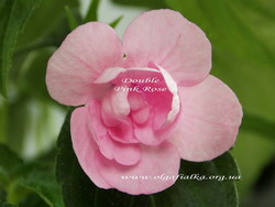 'Double Pink Rose'