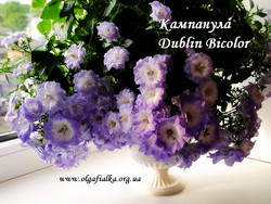 Dublin Bicolor