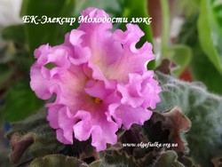 ЕК-Элексир Молодости люкс