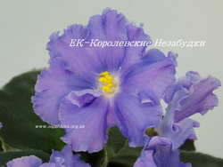 ЕК-Королевские Незабудки