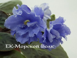 ЕК-Морской Волк