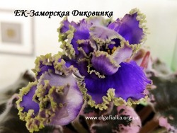 ЕК-Заморская Диковинка