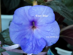 'Ever Blue'