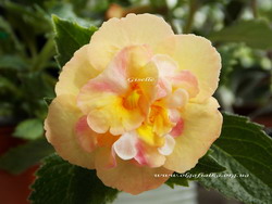 'Giselle'