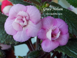 Achimenantha 'Grace Nelson'