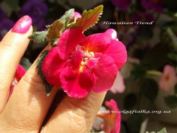'Hawaiian Trend'