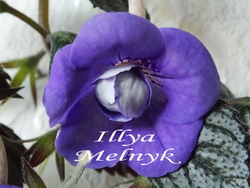 'Illya Melnyk'