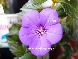 'Iona'
