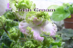 Irish Cream