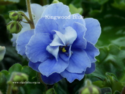 Kingwood Blue