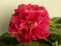 ЛЕ-Ангелина