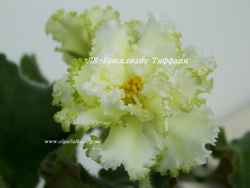 ЛЕ-Бриллиант Тиффани
