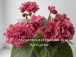 ЛЕ-Неаполитанский Закат