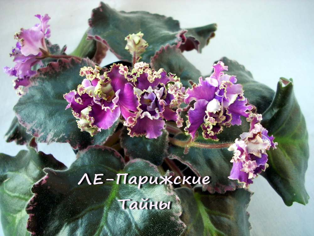фиалка фото ле-парижские тайны онлайн