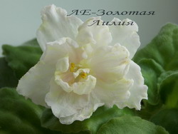 ЛЕ-Золотая Лилия
