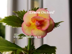 'Lemon Orchard' 