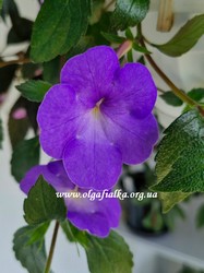'Light Blue'