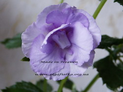 'Made In Heaven'