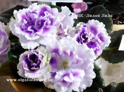 НК-Лілон Ліла