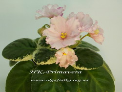 НК-Primavera
