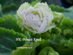 ��-г���� ����