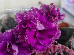 ��-³������ �����