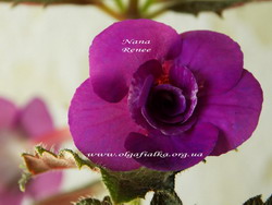 'Nana Renee'
