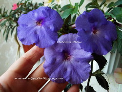 'Odessa Blue'