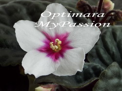 Optimara myPassion