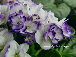 Optimara Looxo Gorgeous