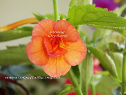 'Orange Orchard'