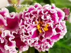 ПТ-Катерина