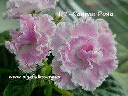 ПТ-Санта Роза