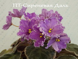 ПТ-Сиреневая Даль