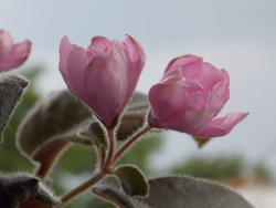 Pink Tulip