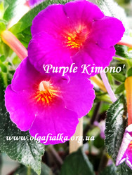 'Purple Kimono'
