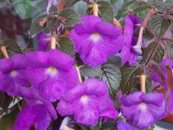 'Purple King'