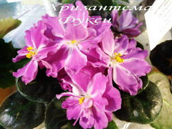 РС-Хризантема Фукси
